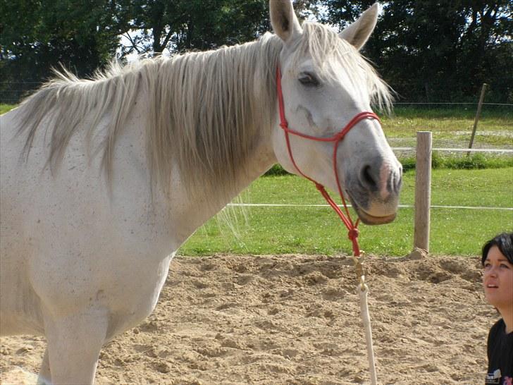 Anden særlig race Tøzen  billede 12