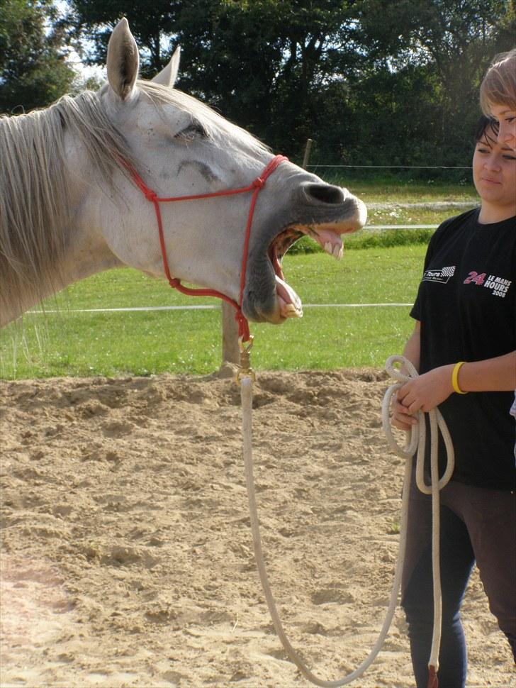 Anden særlig race Tøzen  - Meget yndigt!! billede 13
