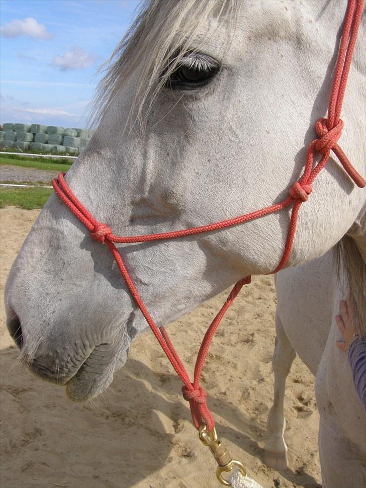 Anden særlig race Tøzen  billede 14