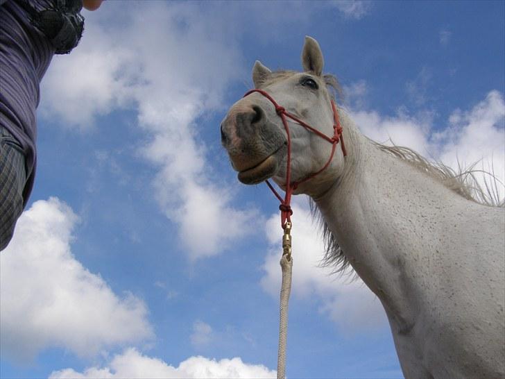 Anden særlig race Tøzen  billede 15