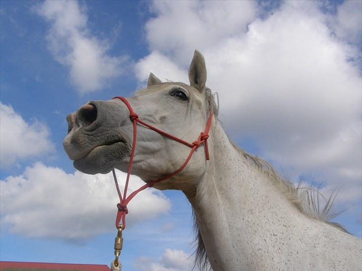 Anden særlig race Tøzen  billede 16