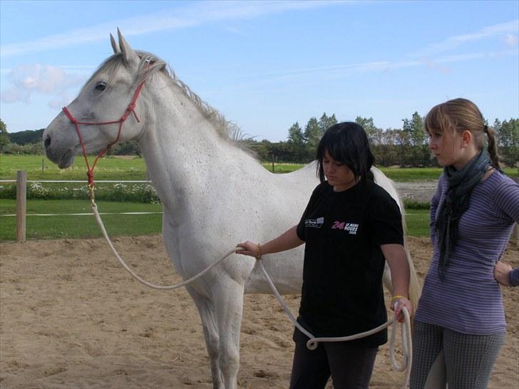 Anden særlig race Tøzen  billede 18