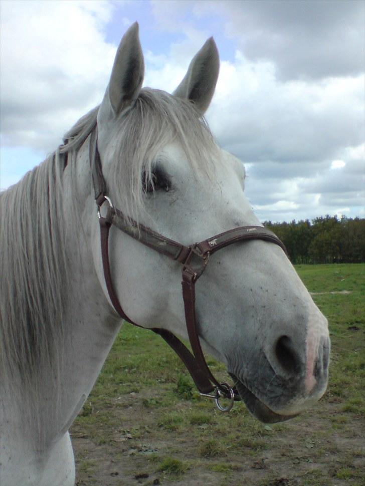 Anden særlig race Tøzen  billede 20