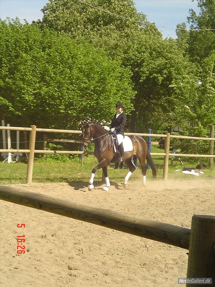 Holstener La Mari-Bell - Broløkke den 5 juni 2010, i gang m vores program billede 17