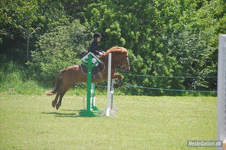 Anden særlig race Bobby Solgt - Hopla :D billede 13
