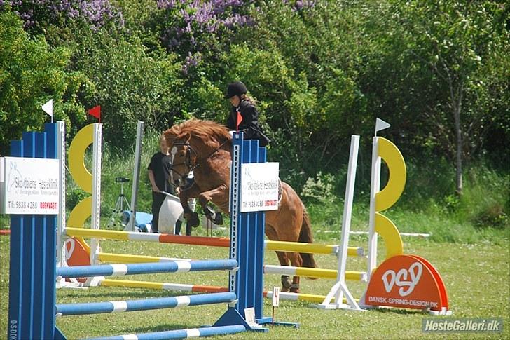 Anden særlig race Bobby Solgt - Vi hopper der ud af  billede 14