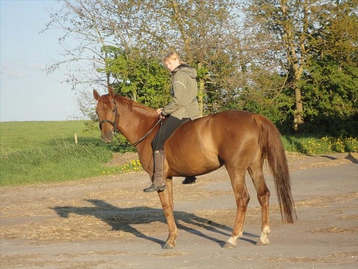 Pinto Coco Nyberg Solgt. - forår 2010 billede 19