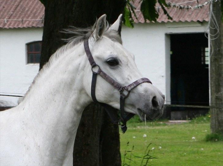 DSP Dorreen billede 7