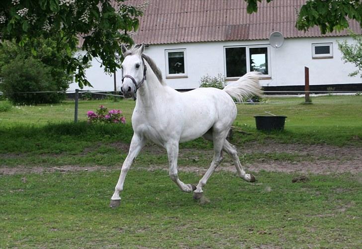 DSP Dorreen billede 8