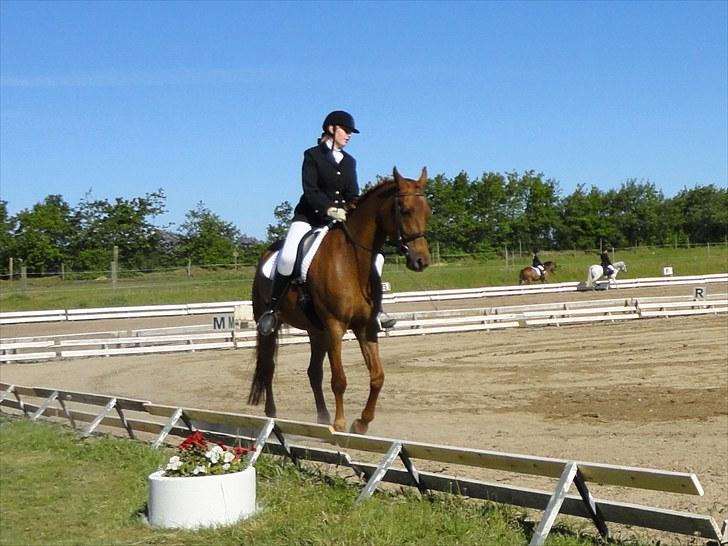 Pinto Coco Nyberg Solgt. - coco og mig i en lc 2010 billede 20