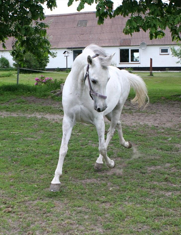 DSP Dorreen billede 9