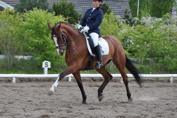 Dansk Varmblod Akina-Lorani Holst billede 1