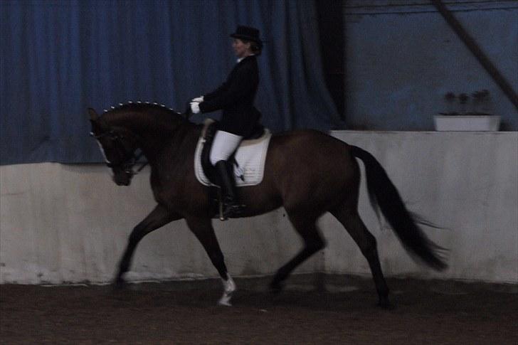 Dansk Varmblod Akina-Lorani Holst billede 2