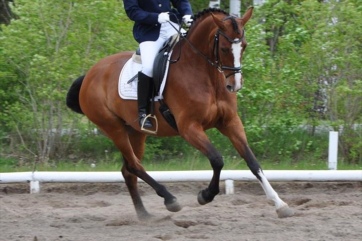 Dansk Varmblod Akina-Lorani Holst billede 3