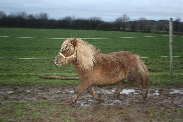 Shetlænder Charlottenlunds Olfert - nr. 14 Olfert er sej :D billede 14