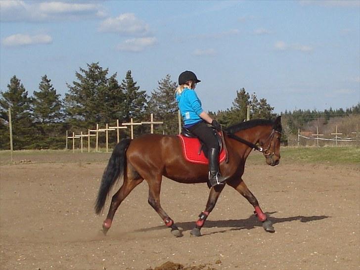 Anden særlig race Nikoline *SOLGT* billede 2