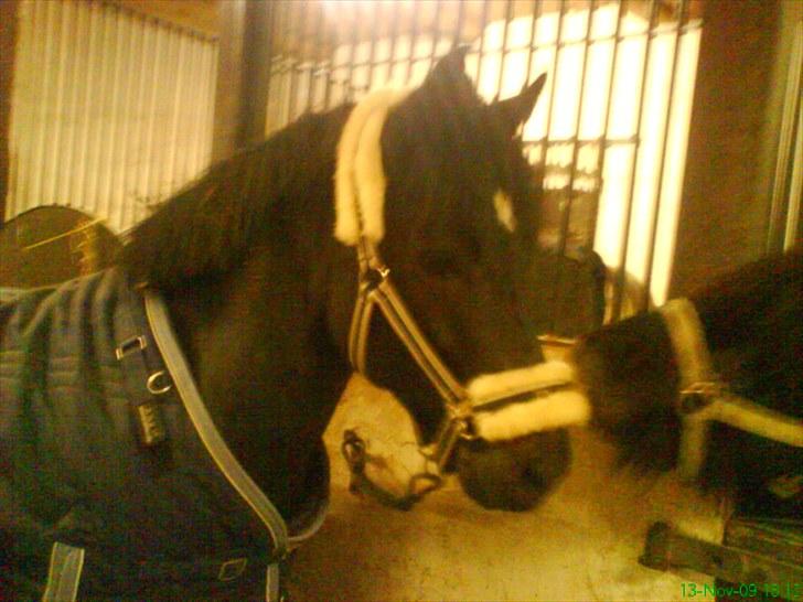 New Forest Westi (tidl. pony) billede 1