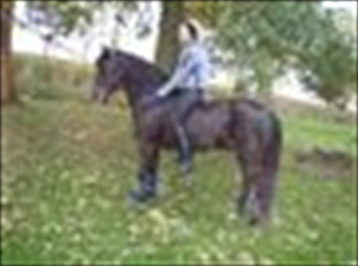 New Forest Westi (tidl. pony) billede 2