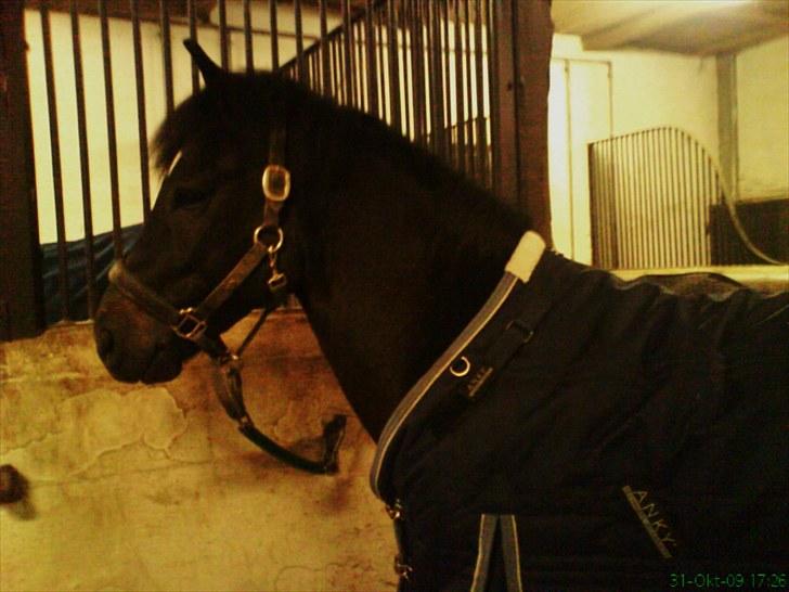 New Forest Westi (tidl. pony) billede 3