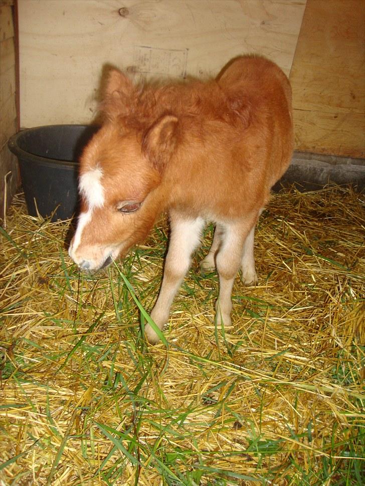 Anden særlig race Lille Terkel *Solgt* (R.I.P) billede 2