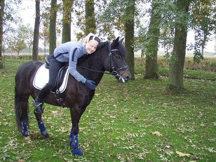 New Forest Westi (tidl. pony) billede 4