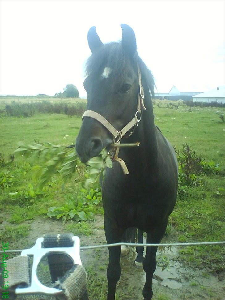 New Forest Westi (tidl. pony) - mums.. billede 5