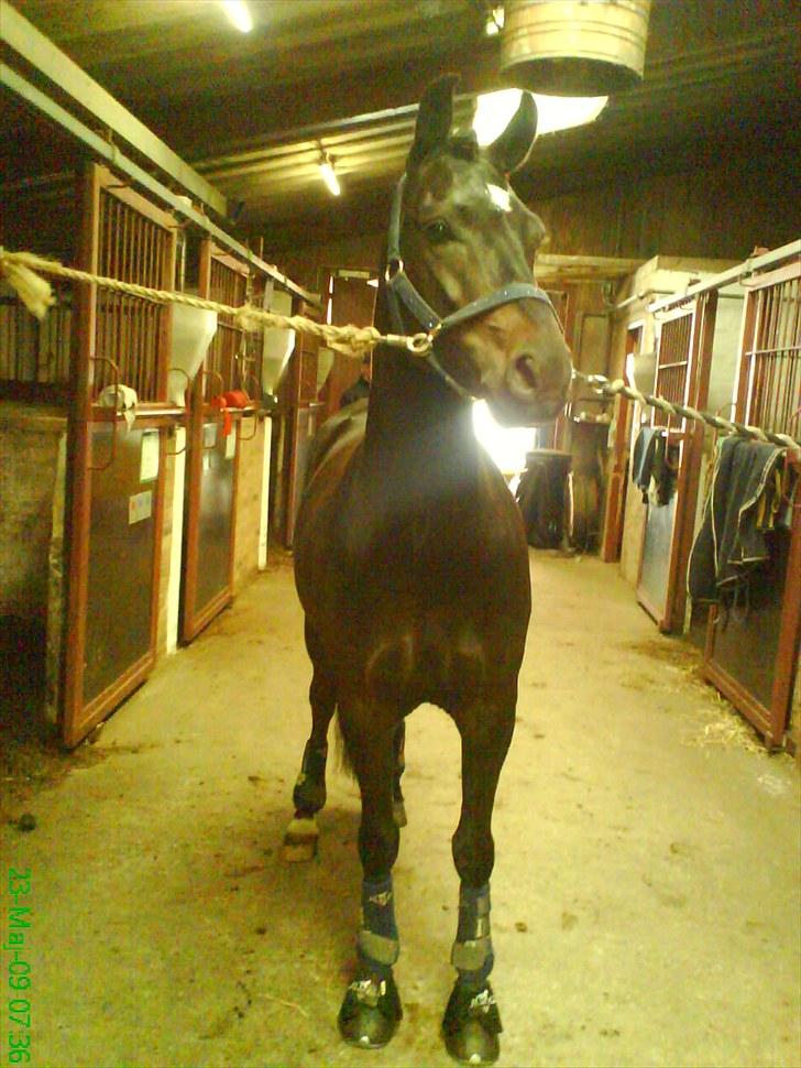 New Forest Westi (tidl. pony) - til stævne billede 6