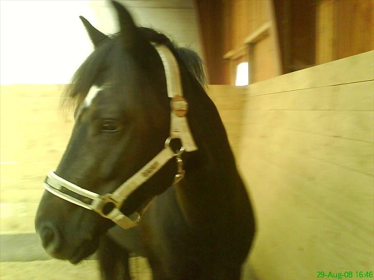 New Forest Westi (tidl. pony) - da den lille dreng lige var gået igennem røngen(: billede 7