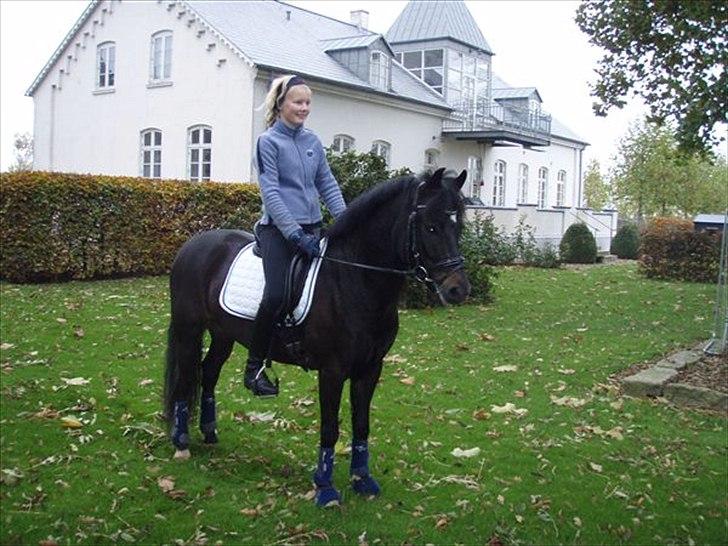 New Forest Westi (tidl. pony) billede 8