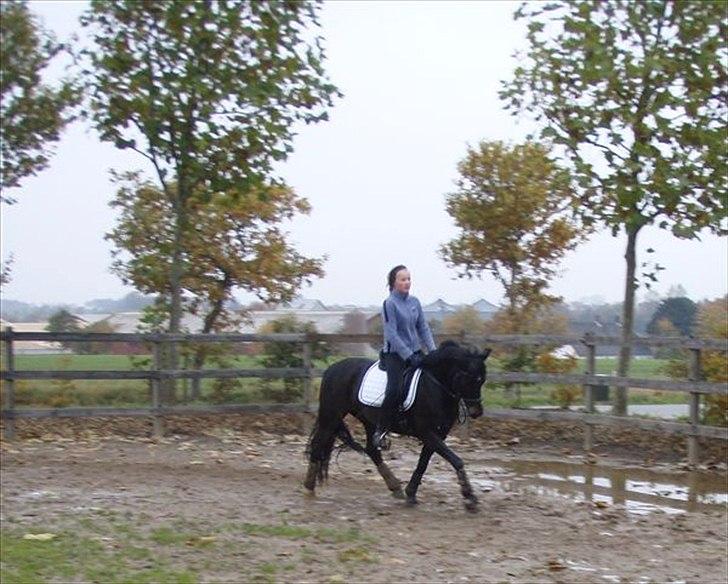 New Forest Westi (tidl. pony) - den lille dreng på fold.. billede 9