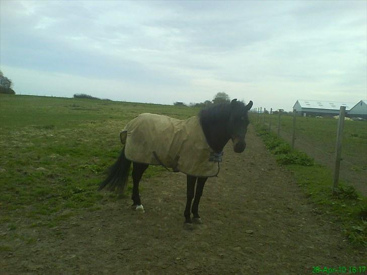 New Forest Westi (tidl. pony) - den lille dreng på fold.. billede 10