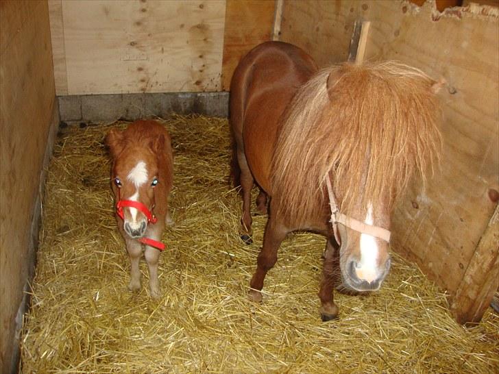 Anden særlig race Lille Terkel *Solgt* (R.I.P) billede 3