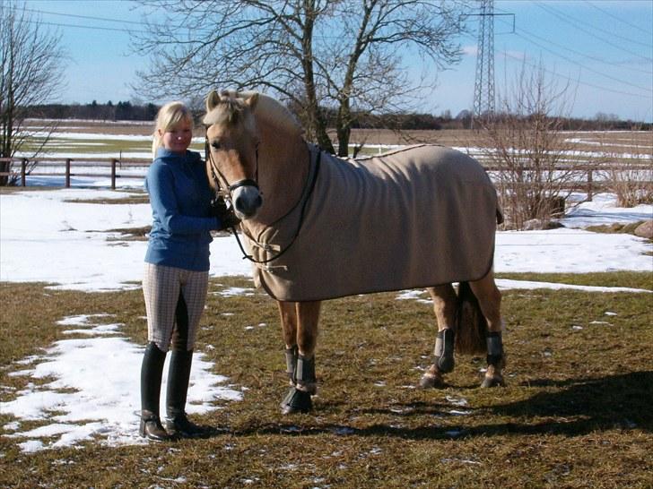 Fjordhest Højgaards Diamant billede 1