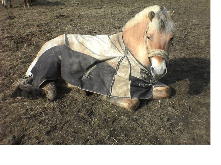 Fjordhest Højgaards Diamant billede 2