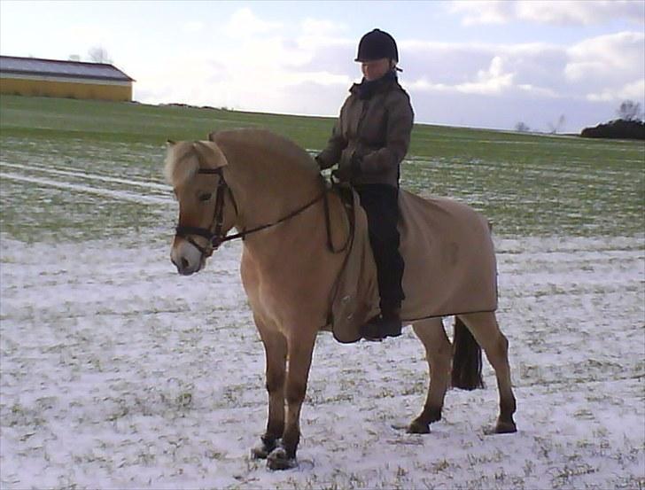 Fjordhest Højgaards Diamant billede 3