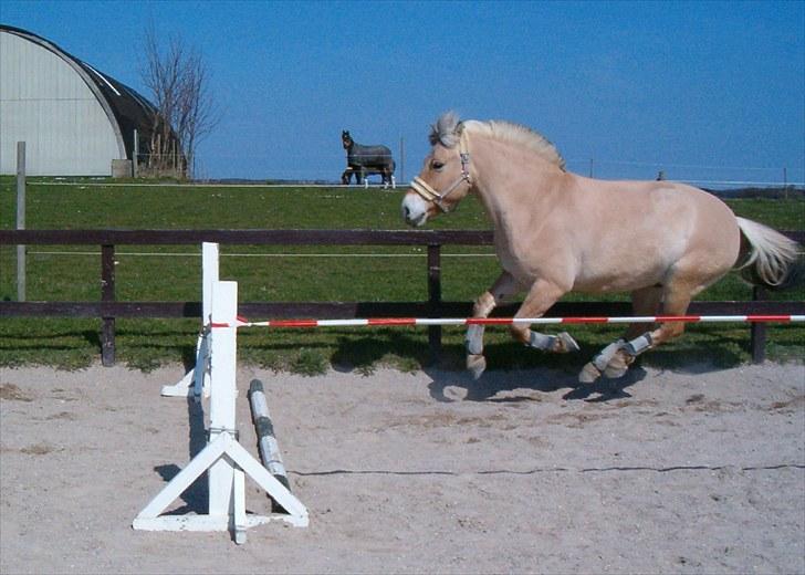 Fjordhest Højgaards Diamant billede 4