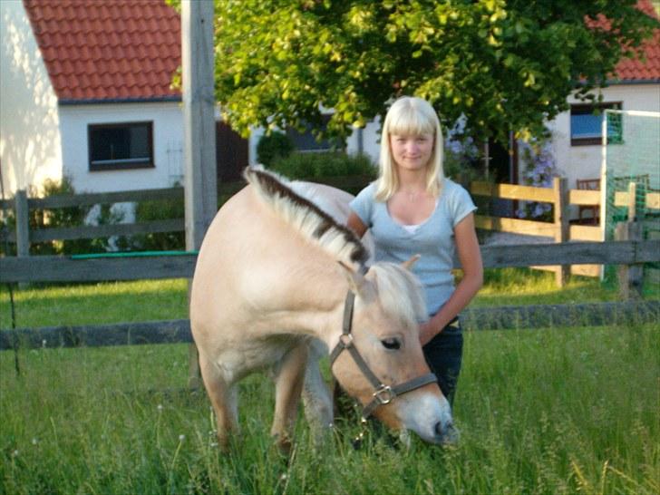 Fjordhest Højgaards Diamant billede 5