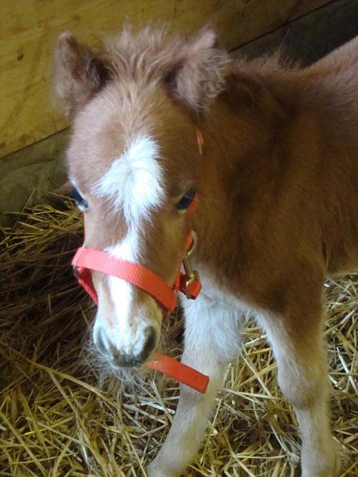 Anden særlig race Lille Terkel *Solgt* (R.I.P) billede 4