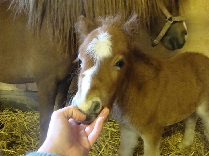 Anden særlig race Lille Terkel *Solgt* (R.I.P) billede 5