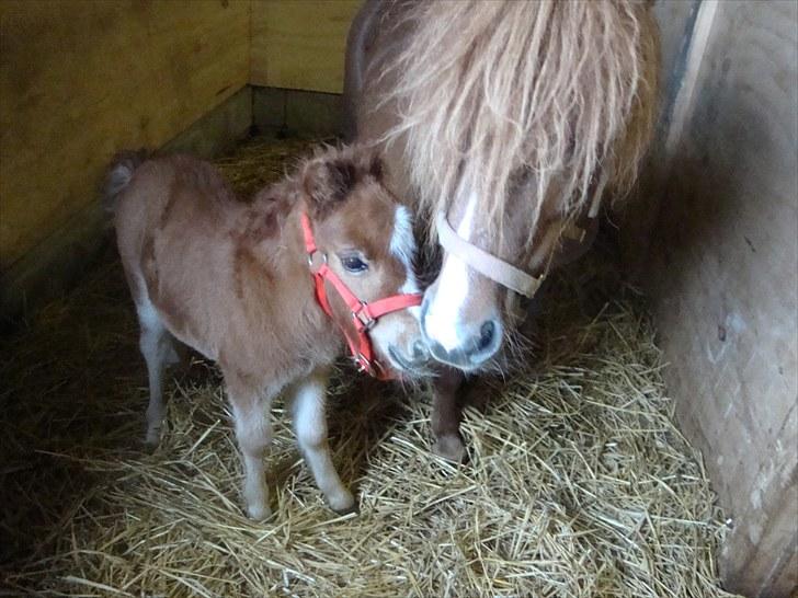 Anden særlig race Lille Terkel *Solgt* (R.I.P) billede 6