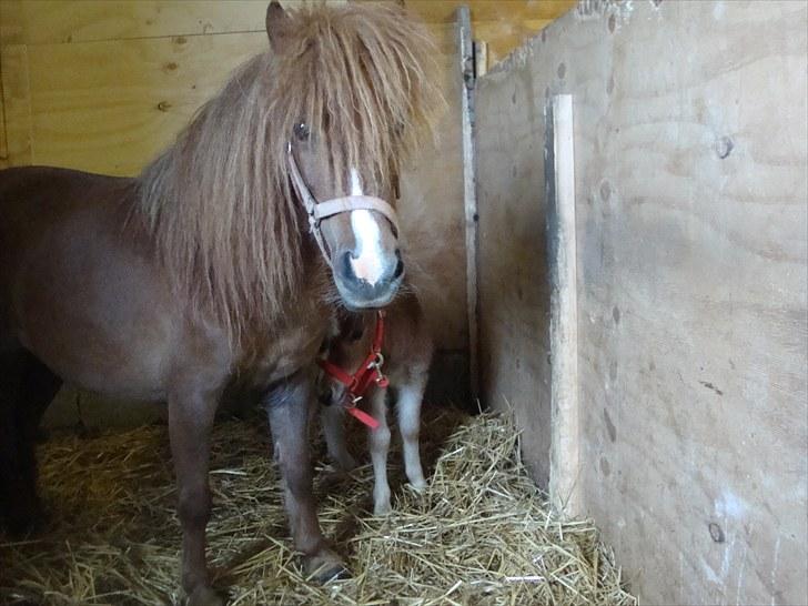 Anden særlig race Lille Terkel *Solgt* (R.I.P) billede 7