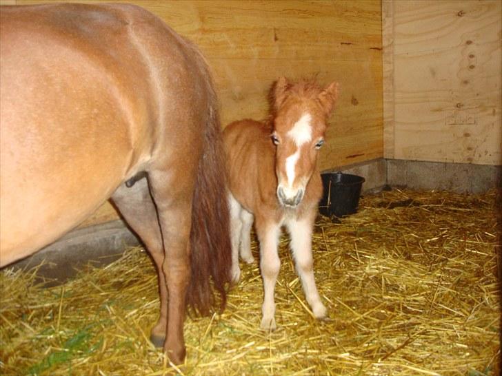 Anden særlig race Lille Terkel *Solgt* (R.I.P) billede 8