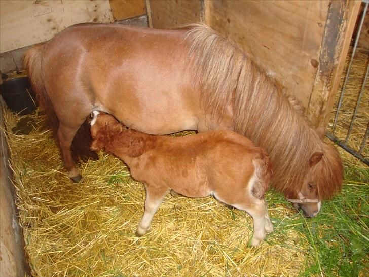 Anden særlig race Lille Terkel *Solgt* (R.I.P) billede 9