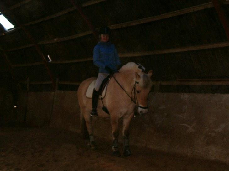 Fjordhest Højgaards Diamant billede 6