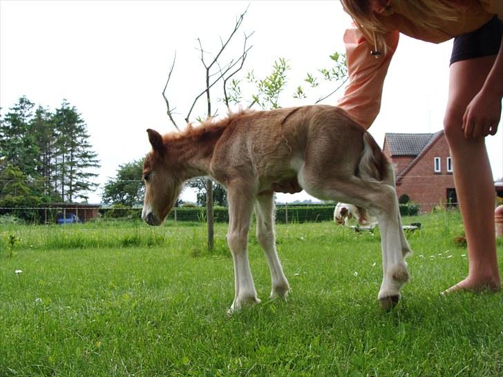 Miniature l »Comtessa« - Hun kunne ikke stå selv" :´/ billede 5