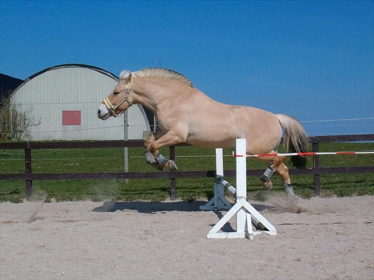 Fjordhest Højgaards Diamant billede 7
