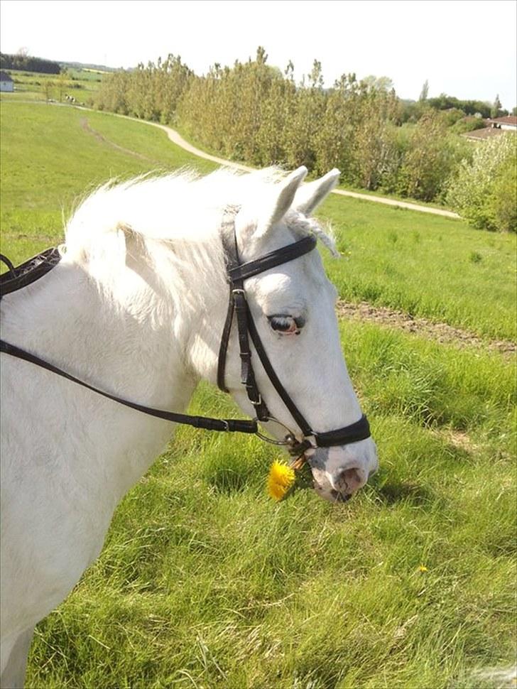 Anden særlig race ¨˜°ºº•¤Tarzan¤•º°˜¨elevp. - my gentelman<33 I love you TisseTarzan my hero<33 i Miss to ride on you baby<3 billede 1