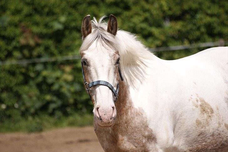 Anden særlig race MR MARTIN - Jeg elsker dig!  billede 4