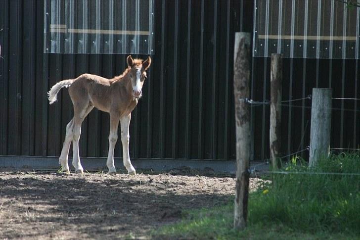Schwarzwälder Koldblod Romeo af lilleskov billede 1