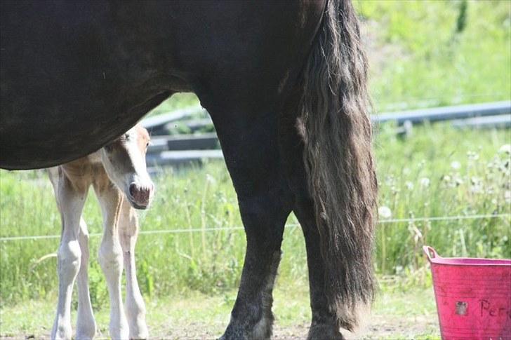 Schwarzwälder Koldblod Romeo af lilleskov billede 2